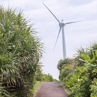 宮古島の風力発電に続く緑豊かな道路と風車の風景の写真