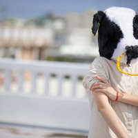 出荷準備に気合を入れるドナドナな牛ガールの写真