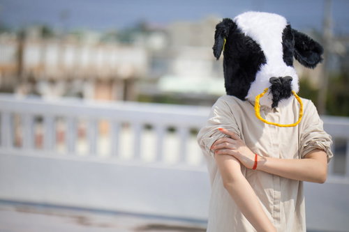 出荷準備に気合を入れるドナドナな牛ガール