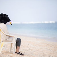 宮古島の青い海を見つめて呆然とする牛ガールの写真