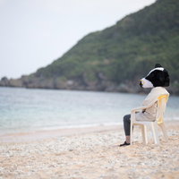 告白タイムで誰からも声がかからないことに苛立つ宮古島の牛さんの写真