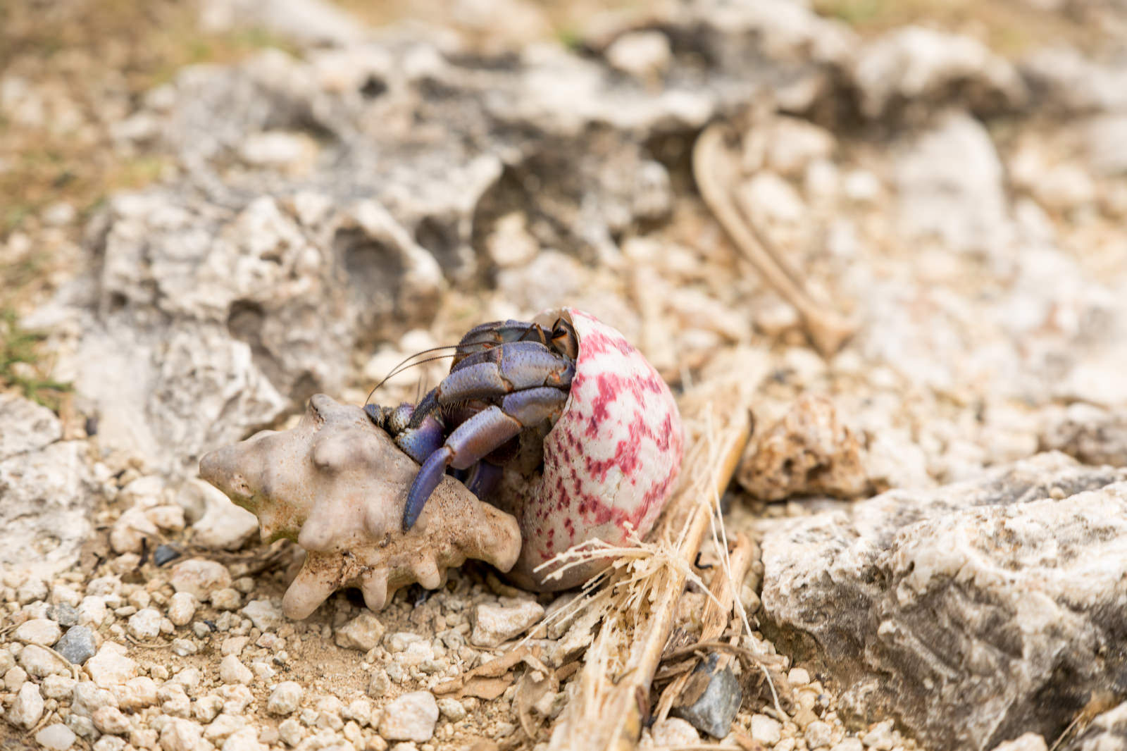 砂浜で新しい貝殻を背負って移動するヤドカリ