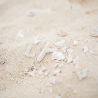 宮古島の砂浜に落ちている珊瑚と貝殻の写真