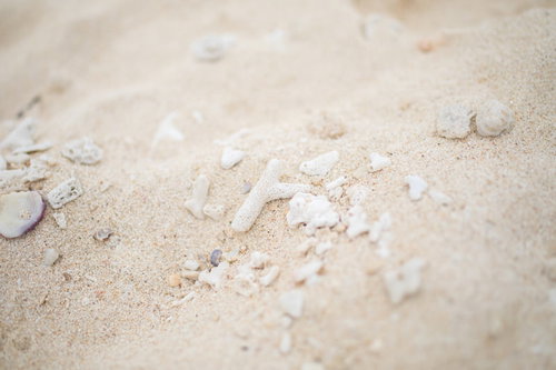 宮古島の砂浜に落ちている珊瑚と貝殻