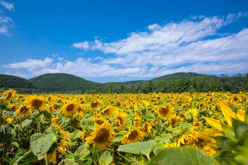 青空と白い雲を背景に下を向くひまわり達の夏風景
