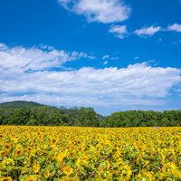 青空と森に囲まれたひまわり畑の夏風景の写真