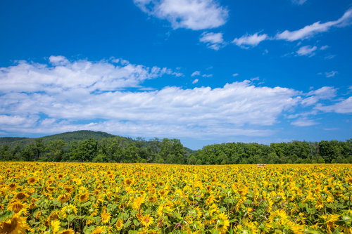 青空と森に囲まれたひまわり畑の夏風景