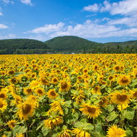 青空を望む満開のひまわり畑の写真