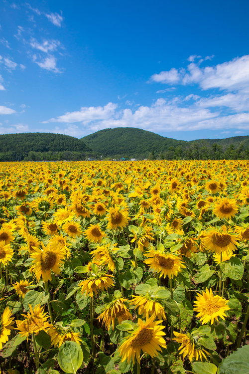 青空を望む満開のひまわり畑