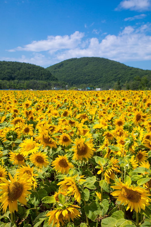 青空と山々を背景にした夏のひまわり畑の風景