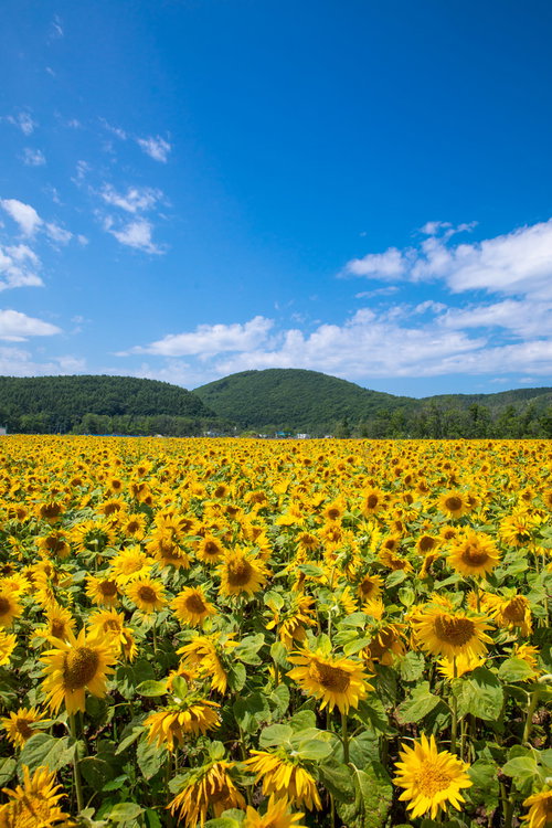 網走大曲湖畔園地のひまわり畑