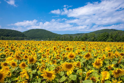 青空と向日葵畑（網走大曲湖畔）