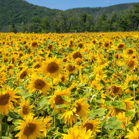 夏の青空と山々を背景に咲く黄色いひまわり畑の風景の写真