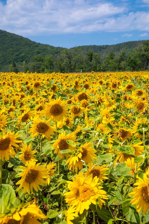 夏の青空と山々を背景に咲く黄色いひまわり畑の風景