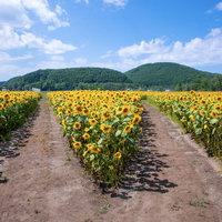 向日葵畑の分かれ道、夏休みの選択と夏の風景の写真