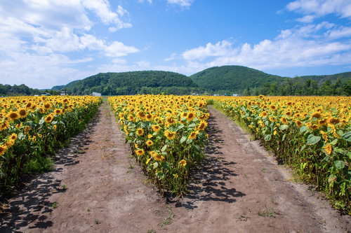 向日葵畑の分かれ道、夏休みの選択と夏の風景