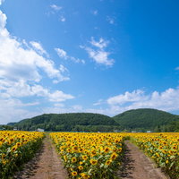 向日葵畑の分かれ道と青空の夏風景、澄み渡った空の写真