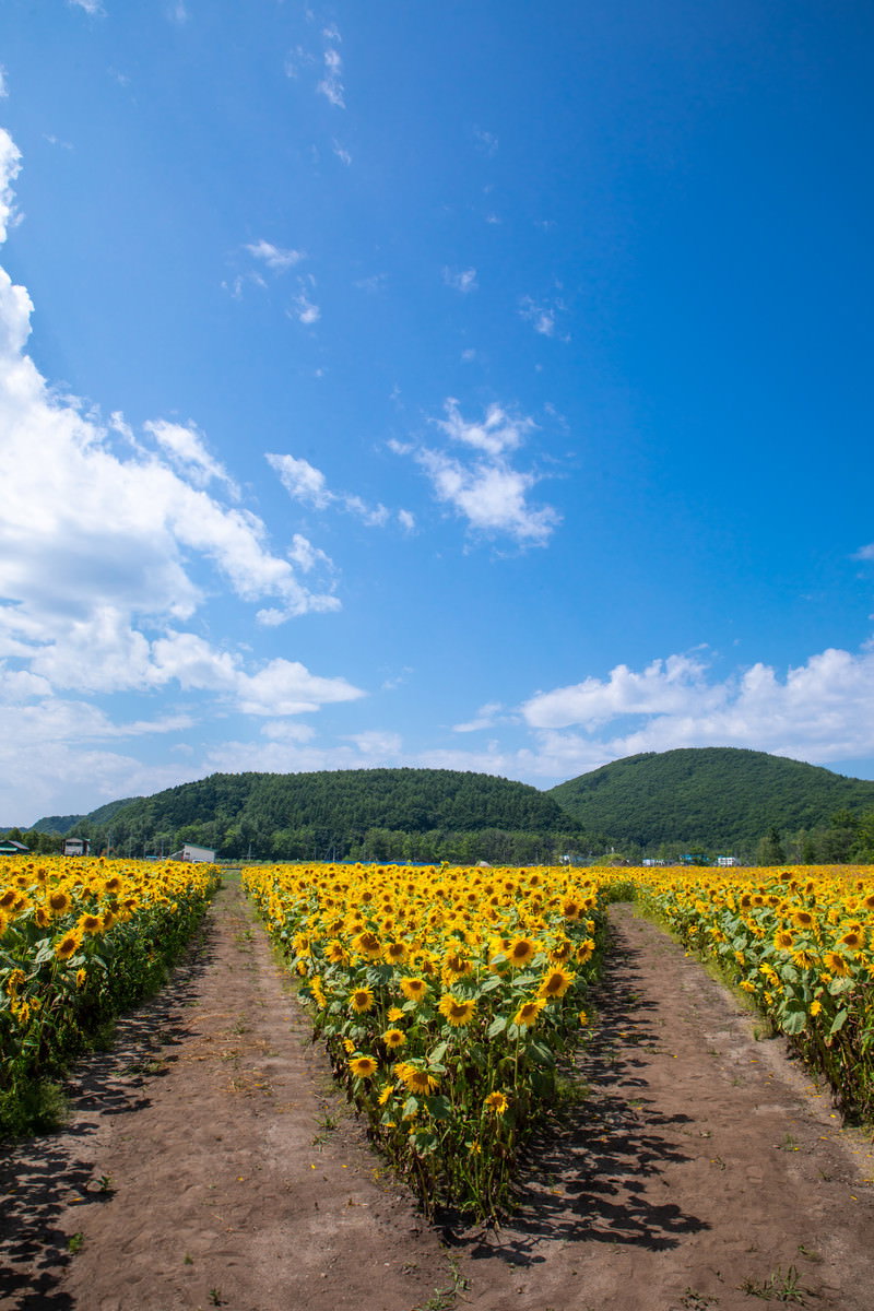 一面のひまわり畑を通る分かれ道と青空が広がる夏の風景