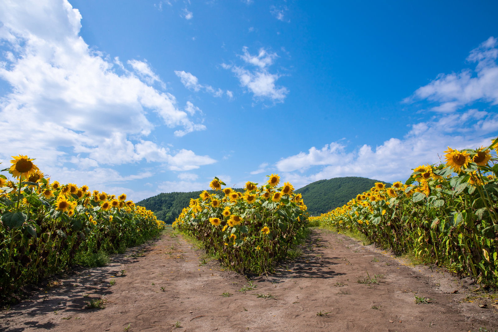 青空の下に広がるひまわり畑の中央で分岐する土の道と遠くの山々