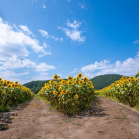 ひまわり畑の中央で分かれる黄色い花と土の道の写真