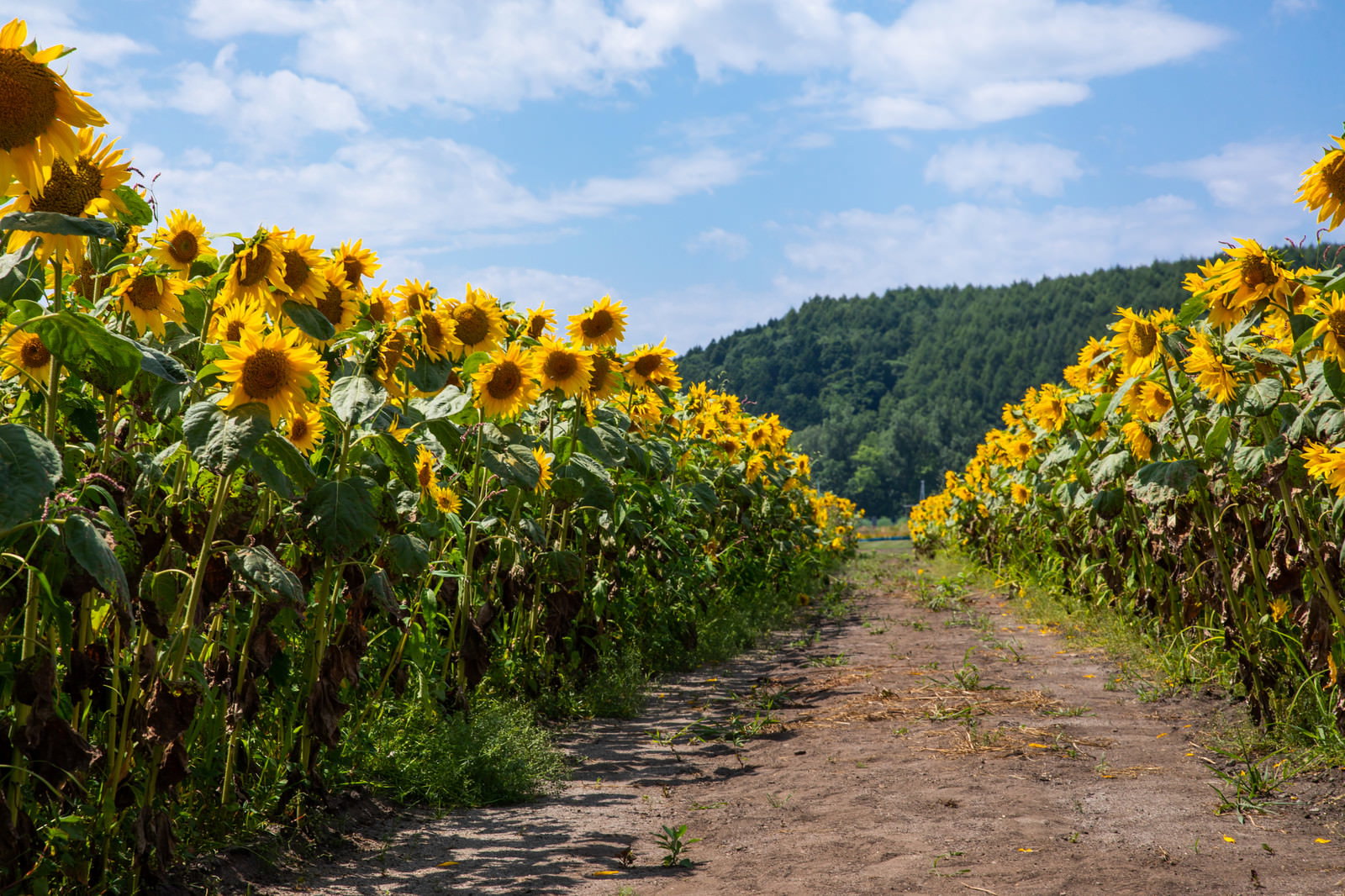 畑の道沿いに咲く黄色い向日葵と青空が広がる夏の風景