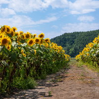 畑の道沿いに咲く黄色いひまわり。夏の一本道の写真
