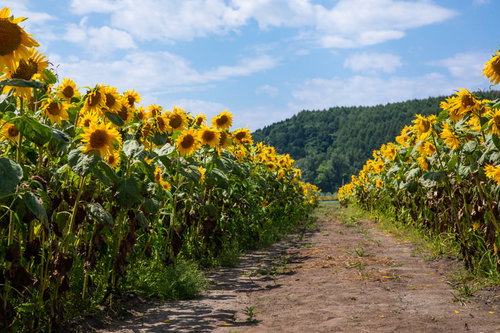 畑の道沿いに咲く黄色いひまわり。夏の一本道