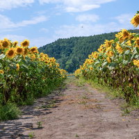 向日葵に挟まれた夏の道の写真