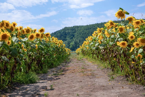 向日葵に挟まれた夏の道