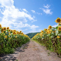 青空へと続く向日葵畑の一本道を歩く夏の風景の写真
