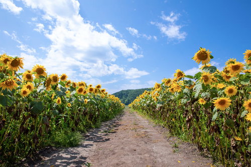 青空へと続く向日葵畑の一本道を歩く夏の風景