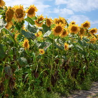 道沿いに咲き並ぶ向日葵の花の風景の写真