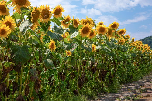 道沿いに咲き並ぶ向日葵の花の風景