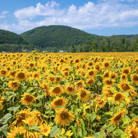 夏の青空と向日葵の絨毯を走る道の写真
