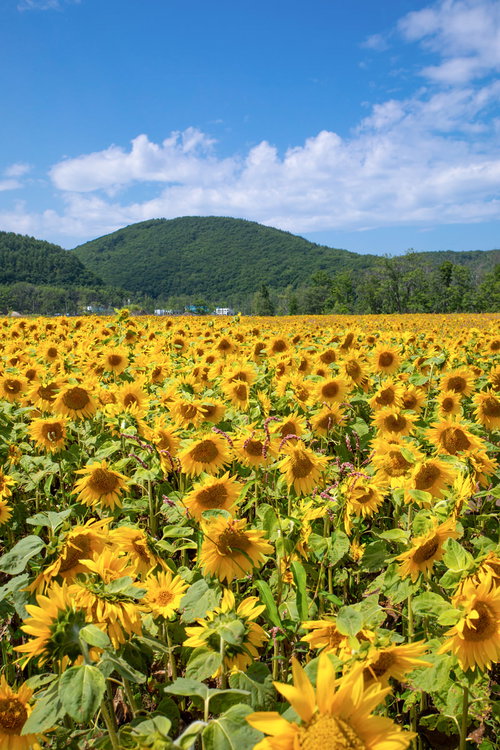 夏の青空と向日葵の絨毯を走る道