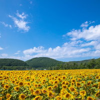 よく晴れた夏日の向日葵畑と青空と山並みの写真
