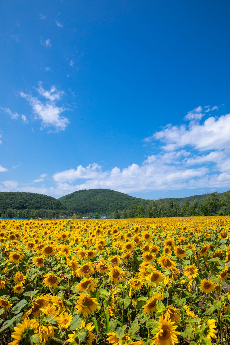 青空と山をバックに一面に咲く黄色い向日葵畑の夏の風景