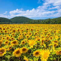 黄色い向日葵が一面に咲く夏の花畑の写真