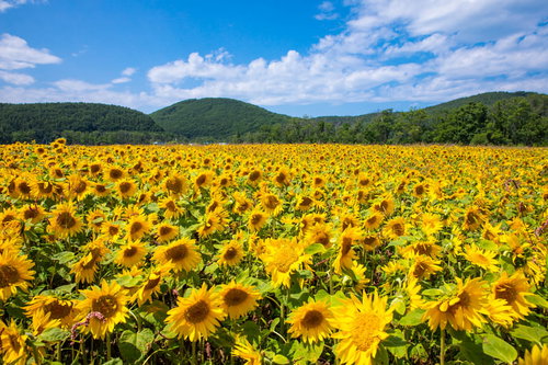 黄色い向日葵が一面に咲く夏の花畑