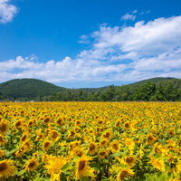 辺り一面に広がるひまわり畑の夏風景の写真