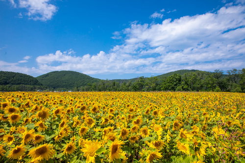 辺り一面に広がるひまわり畑の夏風景
