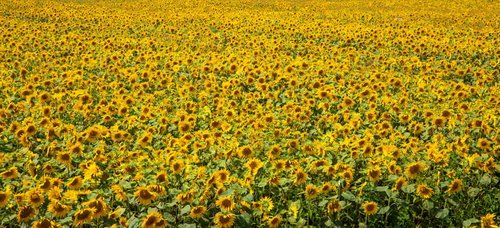 画面いっぱいに咲き誇るひまわり畑の向日葵