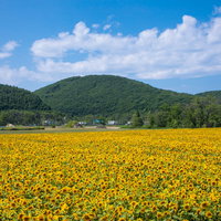 大曲湖畔の広大なひまわり畑の写真