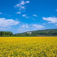 夏空の下の黄色い絨毯、ひまわり畑の広大な風景の写真