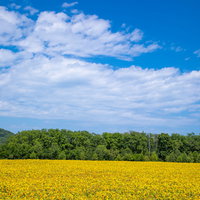 一面に広がる大曲湖畔のひまわり畑と青空の夏景色の写真
