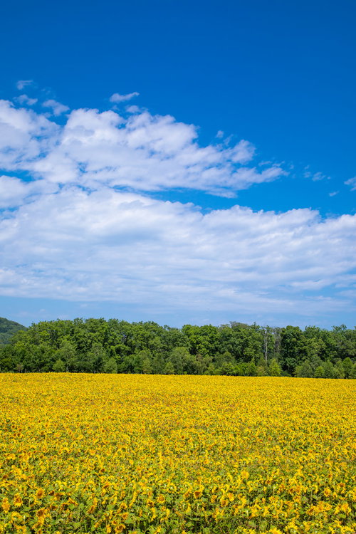 一面に広がる大曲湖畔のひまわり畑と青空の夏景色