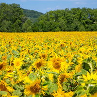 夏の日差しを浴びるひまわり畑と青空の季節風景の写真