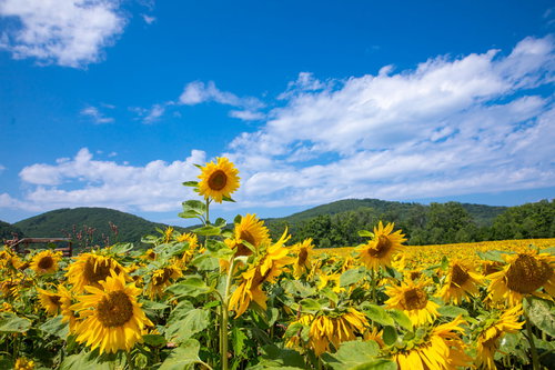 夏日でへたる向日葵が咲く畑と青空の風景
