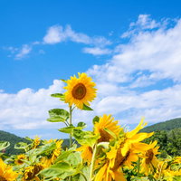 一本だけ発育の良い向日葵が青空の花畑に立つの写真