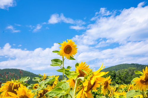 一本だけ発育の良い向日葵が青空の花畑に立つ